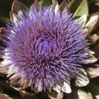 Cynara scolymus