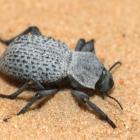 Desert ironclad beetle