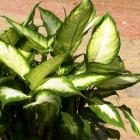 Dieffenbachia maculata 'Camilla'