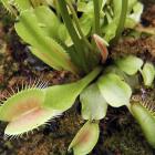Dionaea muscipula