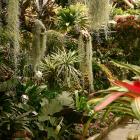 Bromeliads