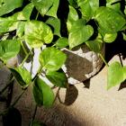 Epipremnum