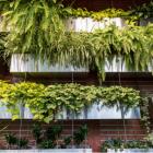 Plants on a wall