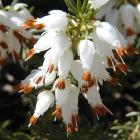 Erica carnea