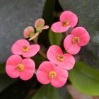 Euphorbia X lomii 'Gaby'