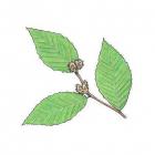 Fagus grandifolia