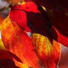 Autumn foliage