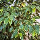 Ficus benjamina 'Variegata'