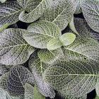 Fittonia albivenis