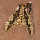Elm sphinx 