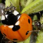 Attaque d'une coccinelle, Québec, Canada.
