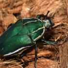 Cétoine géante verte