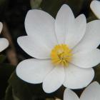 Sanguinaria canadensis