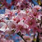 Prunus nipponica var. kurilensis