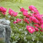 Paeonia cv. 