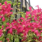 Clematis