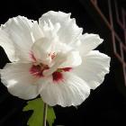 Hibiscus syriacus