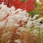 Ornamental grasses of the Japanese Garden in autumnal colours.