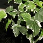 Hedera canariensis 'Gloire de Marengo'