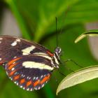Héliconius atthis