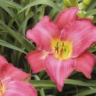 Hemerocallis 'Disraeli'