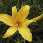Hemerocallis 'Ophir'