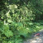 Heracleum mantegazzianum