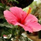 Hibiscus rosa-sinensis