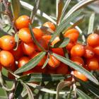Hippophae rhamnoides.