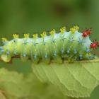 Hyalophora cecropia