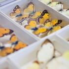 Identification de papillons