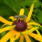  Sand wasps