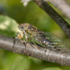 Dog-day cicada