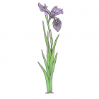 Iris versicolor