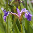 Iris versicolor