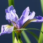 Harlequin blue flag (Iris versicolor) is the official floral emblem of Québec