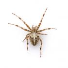 Spiders