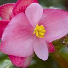 Begonia 'Richmondensis' 