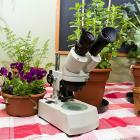 Potager