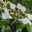 Viburnum plicatum 'Summer Snowflake'