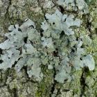 Lichen sur tronc d&#039;arbre