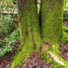 Mousse sur tronc d'arbre