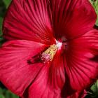 Hibiscus moscheutos 'Luna Red'