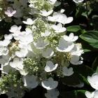  Hydrangea paniculata 'Quick Fire'