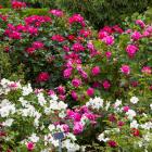 Rosa sp.