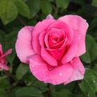 Rosa 'Earth Song' 
