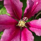 Clematis 'Evifive'