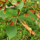 Horsechestnut leaf blotch