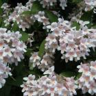 Kolkwitzia amabilis 'Rosea'