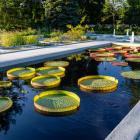 The Aquatic Garden